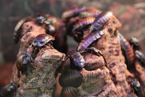 Gromphadorhina, tropical Cockroaches on rotten wood