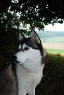 Husky Dog Nature Sled