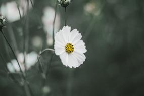 white chamomile on the stem
