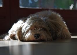 Dog Havanese