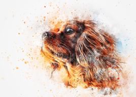 dog animal pet art abstract