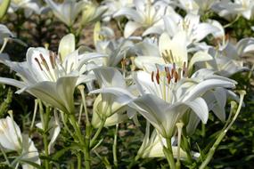 closeup photo of white Lily Blossoms in garden