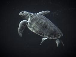 Turtle Sea macro view