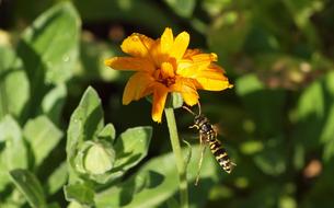 orange flowers in the garden with a bee