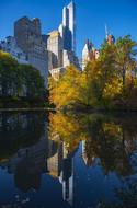autumn tree with a building view