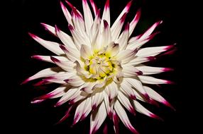 Flower Bloom White