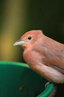 Bird Pink Close Up