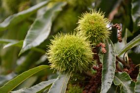 prickly plants on a tree