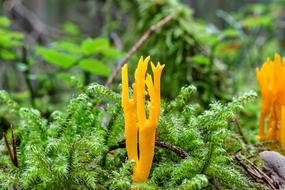 Goatee Mushroom in nature