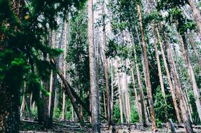 Trees Woods Forest