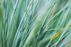Nature Grass Sway