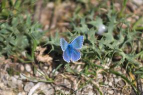 blue beautiful butterfly in the garden