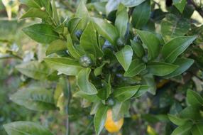 Lemon green tree