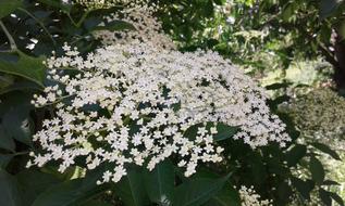 Elder Plant Blossom