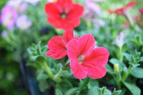 Flowers in the garden of the Russian