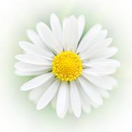 Art Daisy Flower