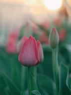 beautiful poppy garden