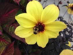 Bee Yellow