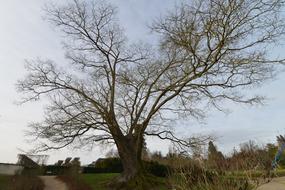 a tall tree in a meadow