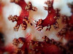 Goby Micro Crustacean
