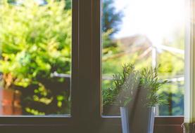 View of the green plants outdoors, in sunlight, behind the window with potted plant