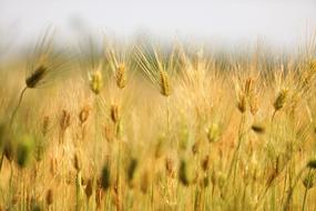 Barley Field Landscape Nature
