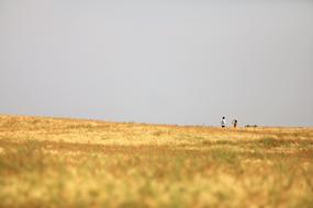 Barley Field Landscape Beautiful
