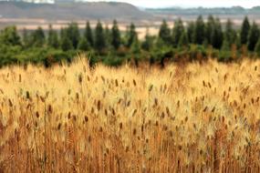 Barley Field Landscape Nature