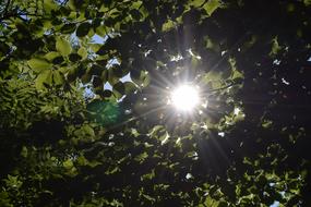 the sun in the tree