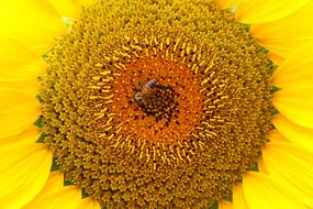 yellow Sunflower Bee Nature