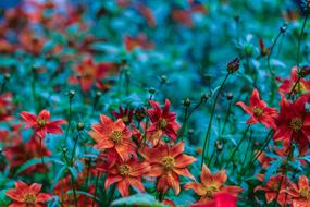 many colors in the field
