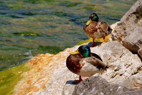 Duck Stone Lake