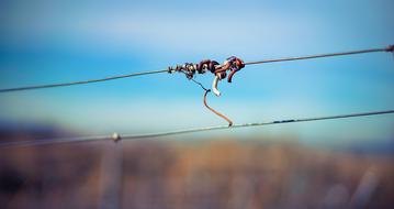 Vineyard Vine Details