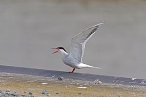 River Tern