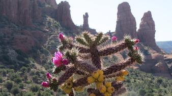 Desert Flowers Rock Formations