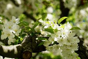 Blossom Tree White Cherry