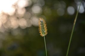 Close-Up Macro picture of Greens plant