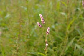 Pink Flowers High Grass Nature