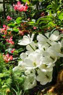 Close-up of the colorful and beautiful flowers and green leaves in sunlight