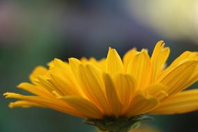 the yellow flower is beautiful
