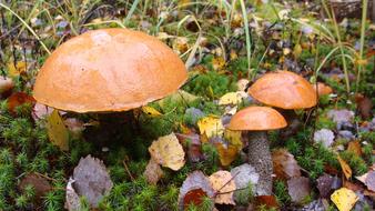 forest mushrooms in the grass in the forest