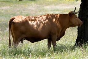 Extremadura Spain Cow Horns