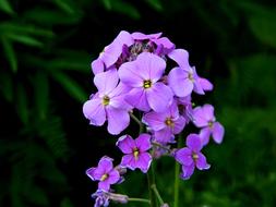 phlox flower garden botany