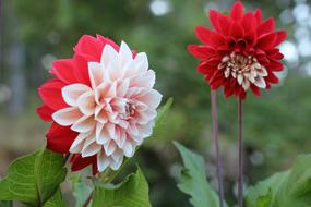 Potato Blossom Flower Red And