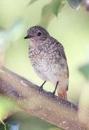 black redstart, perched Bird close up