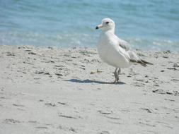 Sea Gull Ocean