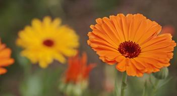 Wildflowers Orange Flower macro view