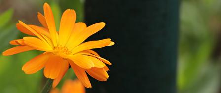 Pointed Flower Orange