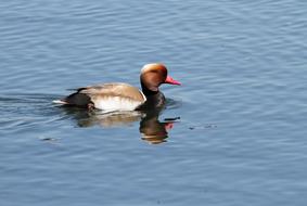 Mallard Duck Water Bird