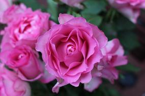 Flower Rose Pink